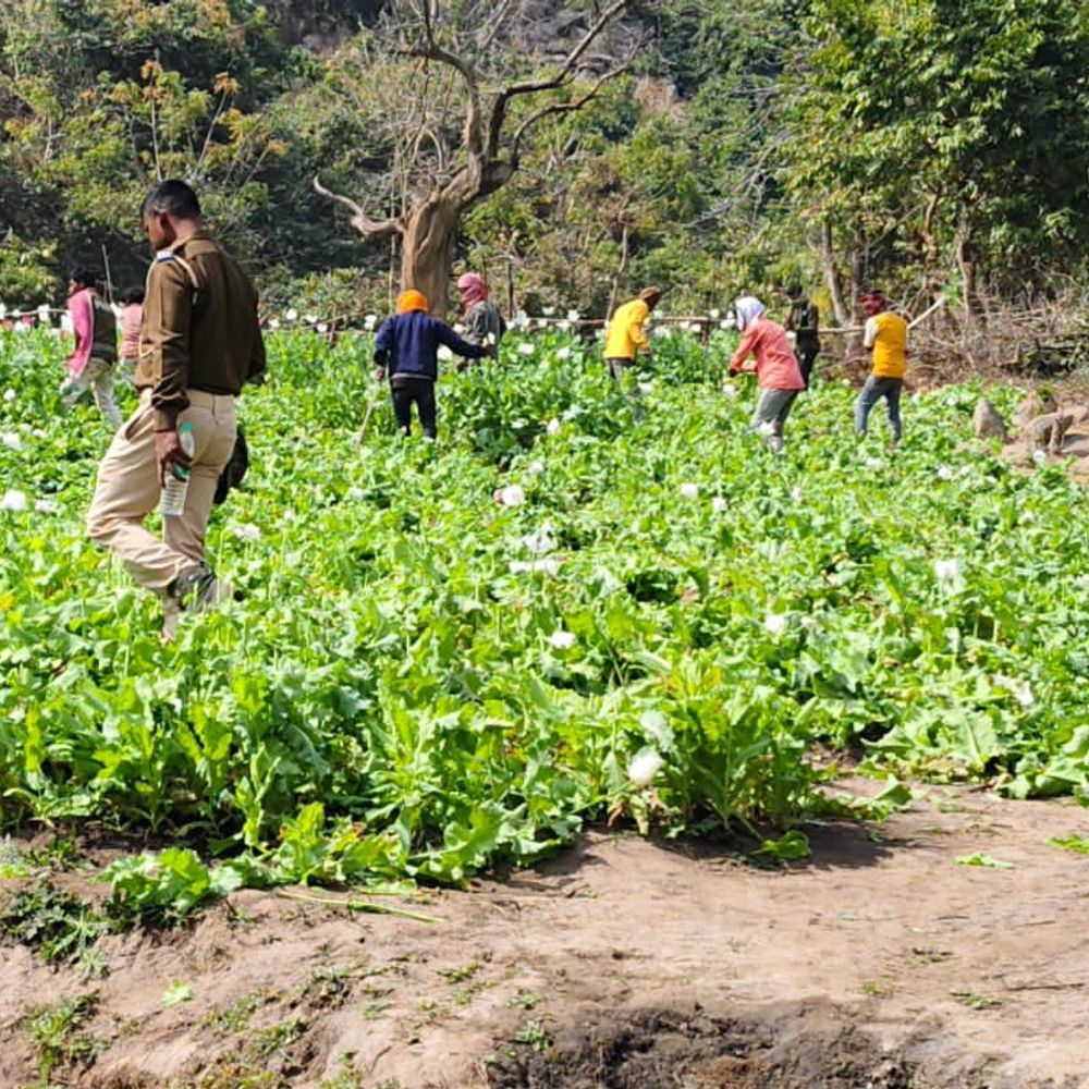 औरंगाबाद में 30 एकड़ अवैध अफीम की खेती नष्ट:वन विभाग और पुलिस ने संयुक्त कार्रवाई की