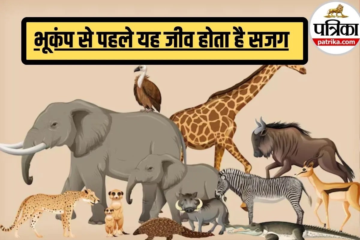 Animal Senses Earthquake: बड़े कान नहीं, पैर बनते हैं अलार्म…भूकंप से पहले यह जानवर पैरों से महसूस कर लेता है हलचल