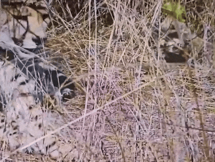 कूनो में चीता आशा ने दिया 5 शावकों को जन्म:भारत में चीतों की संख्या बढ़कर 35 हुई; टीम कर रही निगरानी