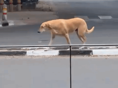 निराश्रित कुत्तों के लिए शुरू हुई जमीन की तलाश:एबीसी सेंटर व शेल्टर होम बनाए जाएंगे