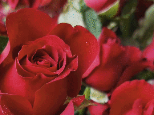 ‘रोज डे’ के लिए बैंगलोर से आएं स्पेशल गुलाब:गोरखपुर में तीन गुना बढ़े रेट, 100 रुपये के पार बिकेगा एक गुलाब