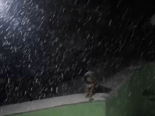 हिमाचल की ऊंची चोटियों पर फिर बर्फबारी:रोहतांग-भरमौर में 6 इंच फ्रैश स्नो, तापमान में गिरावट, भुंतर का पारा 9.7 डिग्री गिरा