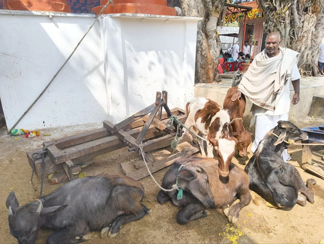 गायों को नया जीवन दे रही गदग रोड की बालाजी गौशाला