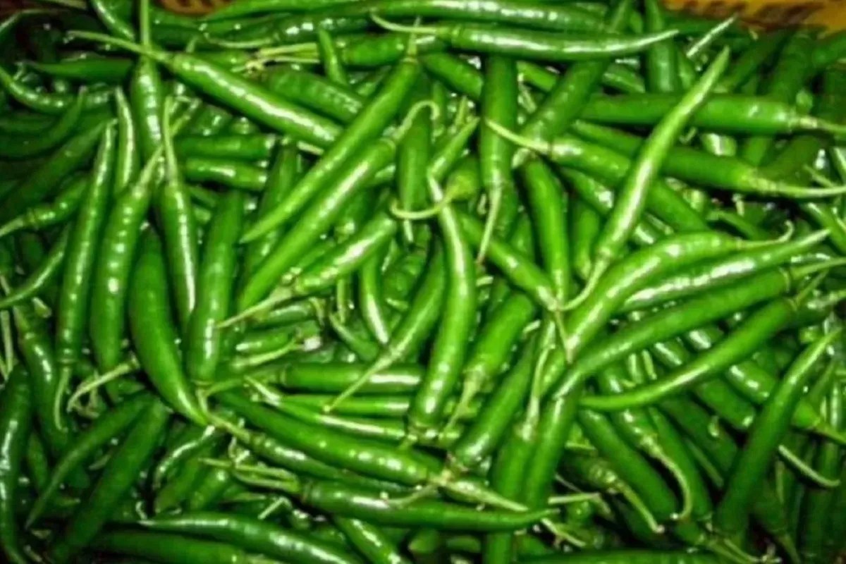 Muhana Mandi : थोक मंडी में आज बारीक मिर्च और ग्वार फली बिकी महंगी, आलू के दामों आई गिरावट