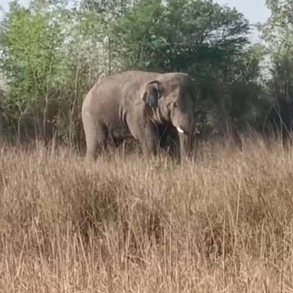 औरंगाबाद में हाथी के आतंक से ग्रामीणों में दहशत:झारखंड के जंगल से मदनपुर के चौखड़ा गांव पहुंचा, वापस भेजने की तैयारी में जुटा वन विभाग
