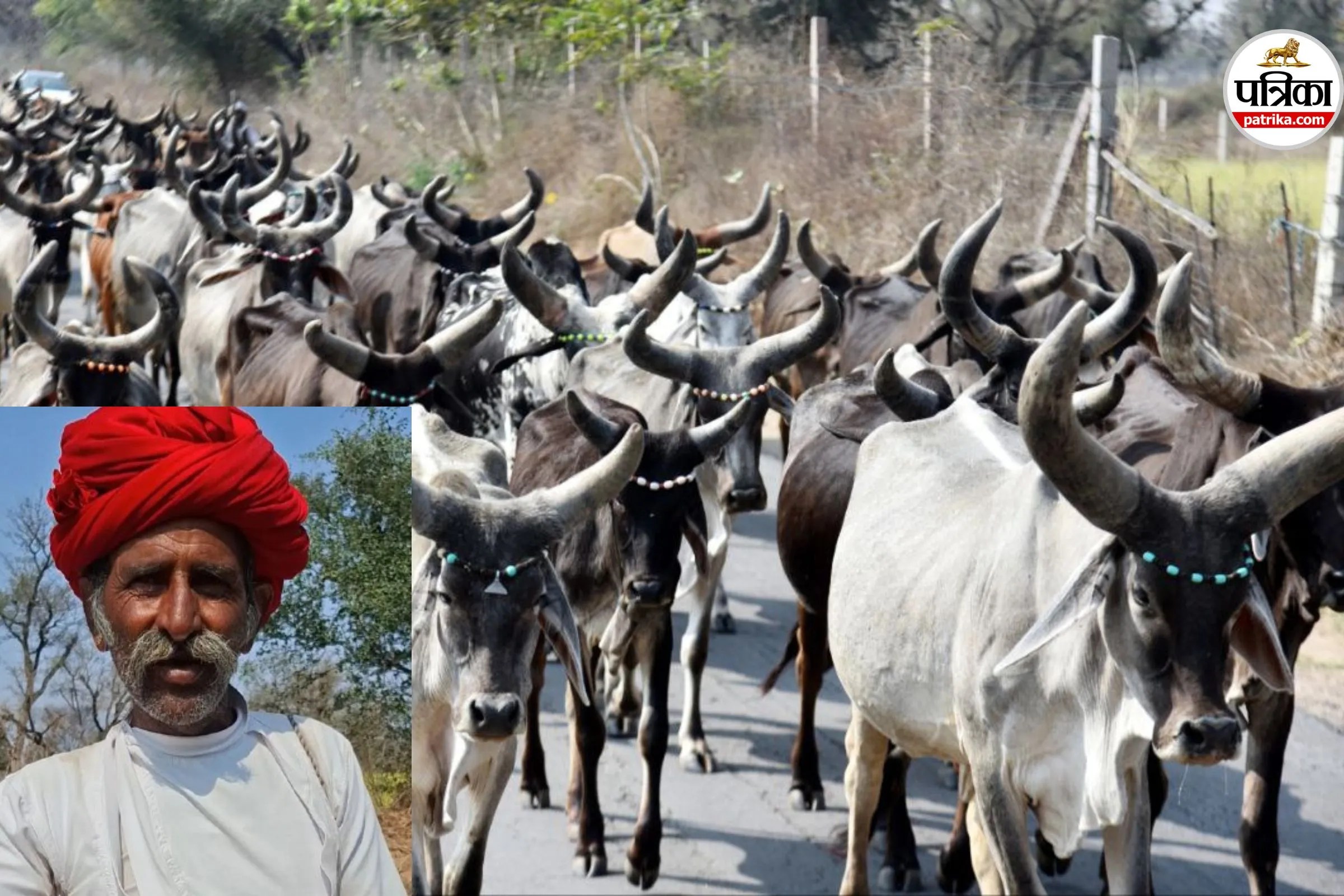 घर पीछे छूटा, गायें आगे… सूखे ने 600 KM पैदल चलने को किया मजबूर, जानें जालोर के पशुपालक की दर्दभरी कहानी