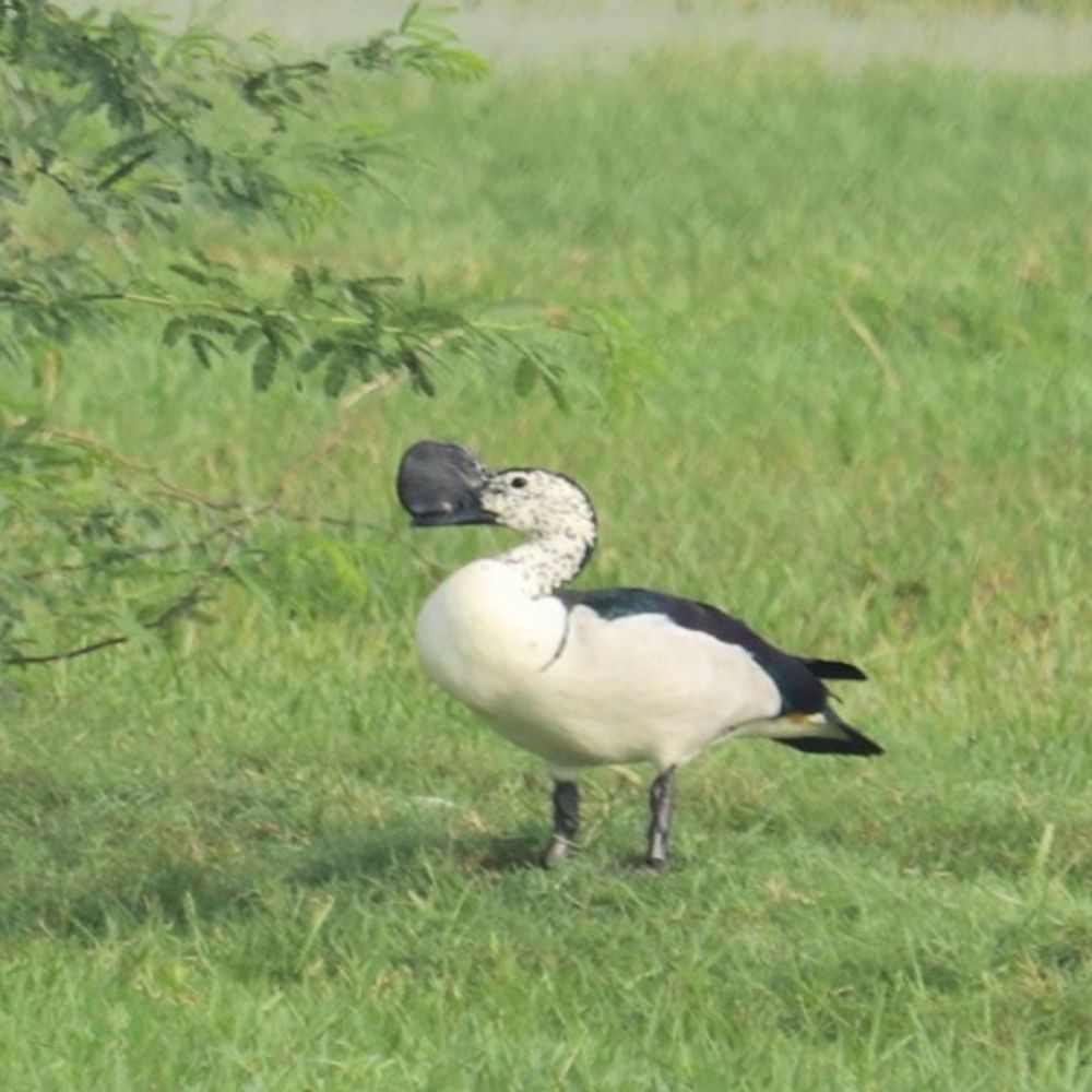 विश्व वेटलैंड्स दिवस पर जोधपुर झाल में संरक्षण का संदेश:भक्तों के साथ विदेशी पक्षियों को भी लुभा रही ब्रजभूमि,जोधपुर झाल वेटलैंड सहित मथुरा–वृंदावन में यमुना पर अठखेलियां करते दिखे विदेशी पक्षी
