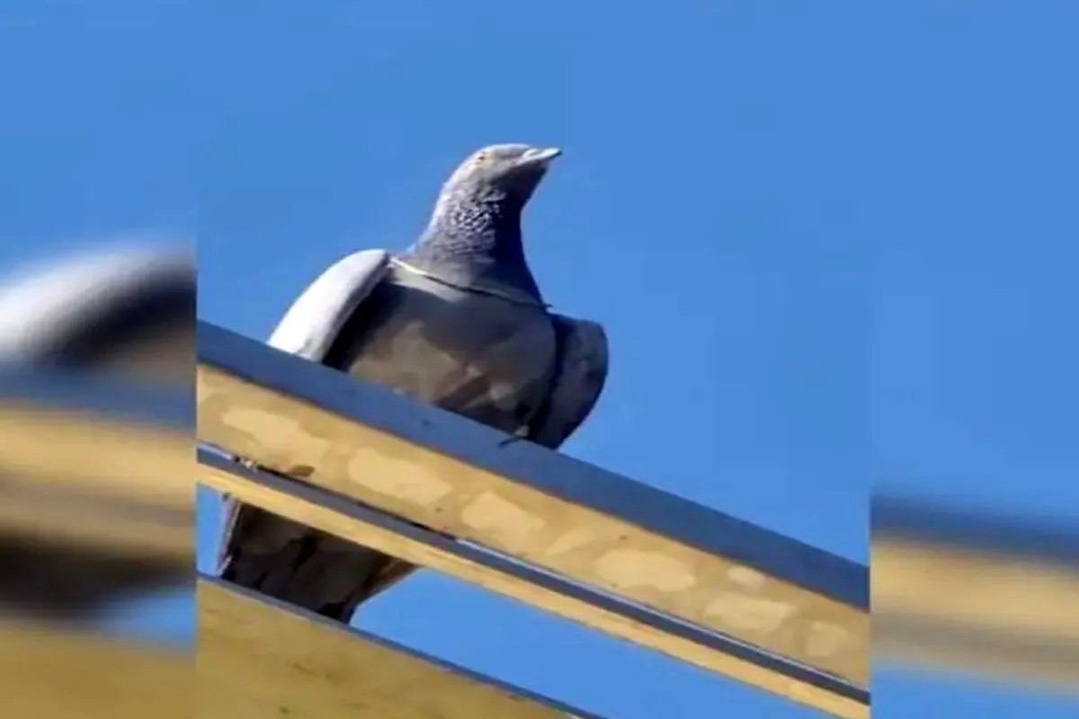 सोने की चेन चोंच में दबाकर ले उड़ा कबूतर