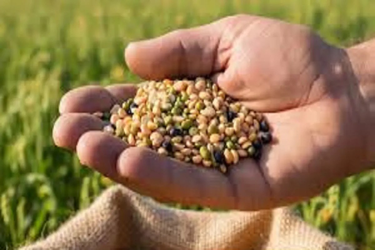 छत्तीसगढ़ में तिलहन फसलों में नया प्रयोग, रायपुर के किसान ऑयल पॉम का कर रहे रोपण