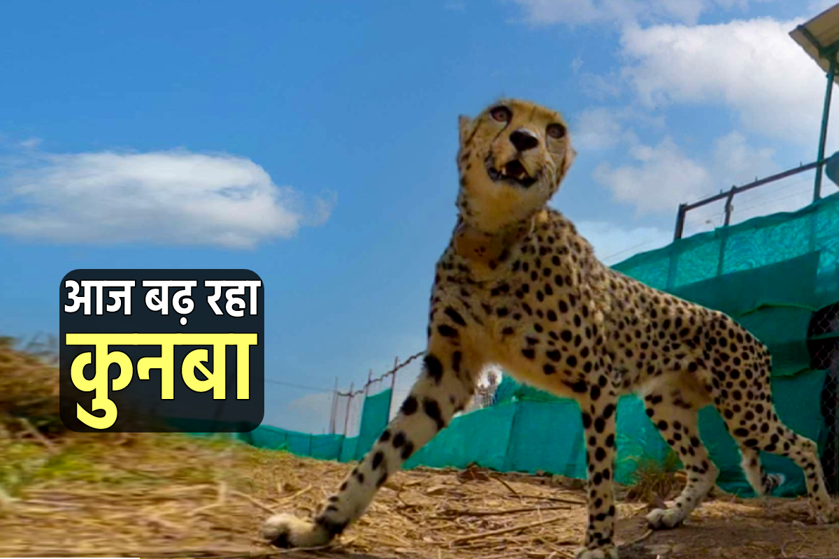 आज कूनो में बढ़ रहा चीतों का कुनबा, अफ्रीका से एयरफोर्स का विमान ला रहा तीसरा बड़ा जत्था