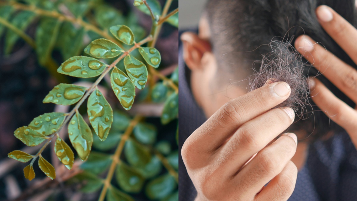 बालों के लिए करी पत्ता है अमृत समान, ऐसे करेंगे इस्तेमाल तो हेयर फॉल से लेकर डैंड्रफ तक कई परेशानियां होंगी दूर