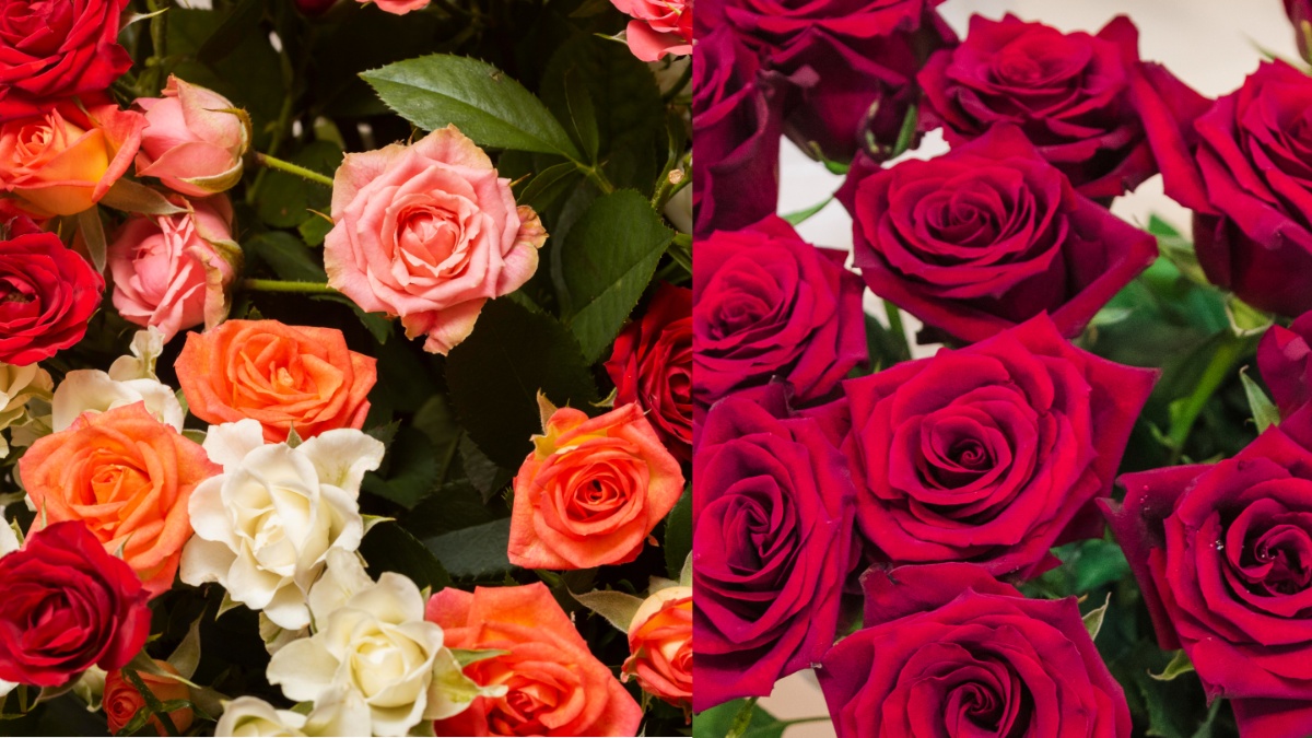 Happy Rose Day: ‘रोज़ डे’ के साथ होती है Valentine’s Week की शुरुआत, जानें किसे देना चाहिए लाल, गुलाबी और पीले रंगों वाले गुलाब?