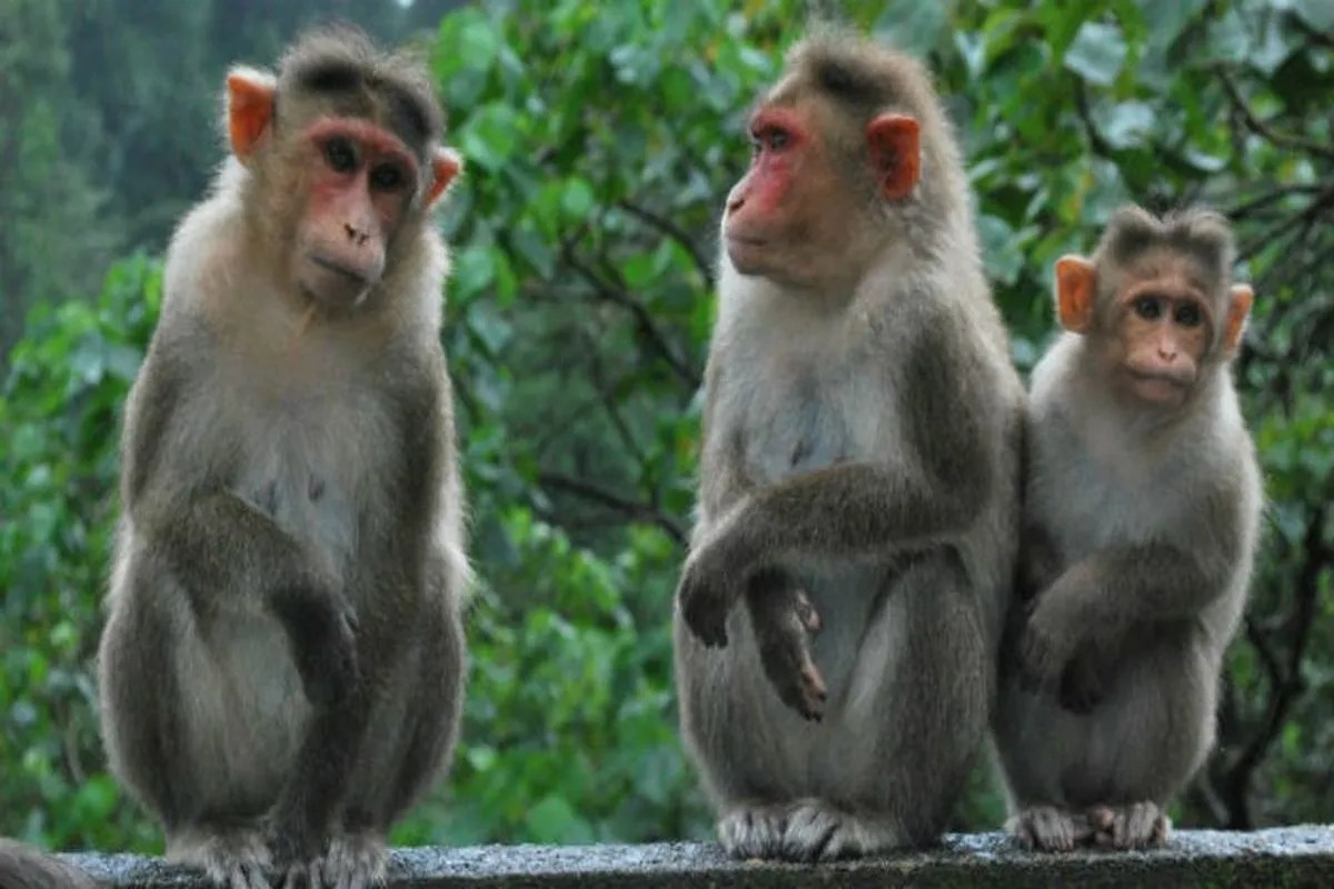 केएफडी की दवा का क्लिनिकल ट्रायल जारी : मंत्री गुंडूराव
