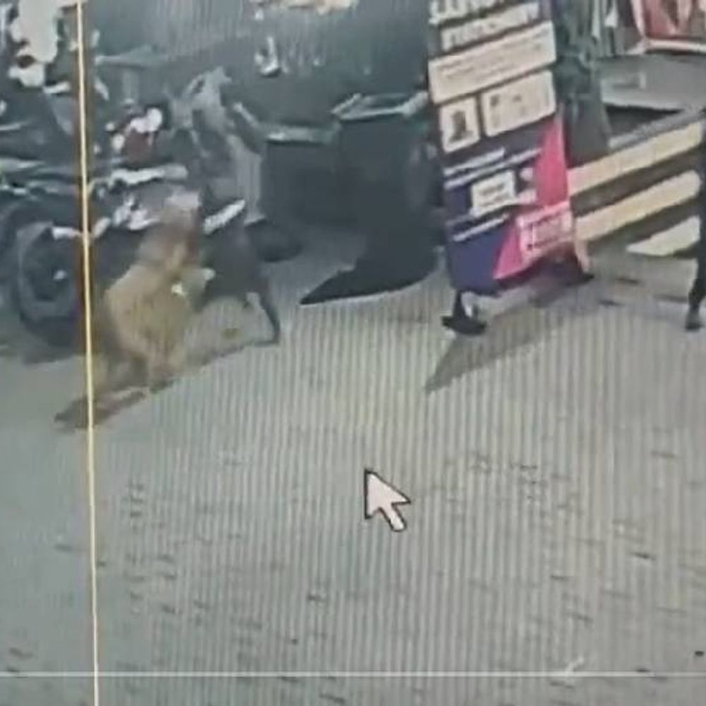 नोएडा में कुत्तों ने बच्चे के सिर में काटा VIDEO:सिक्का कार्मिक ग्रीन्स सोसाइटी का मामला ,चाकलेट लेकर लौट रहा था वापस