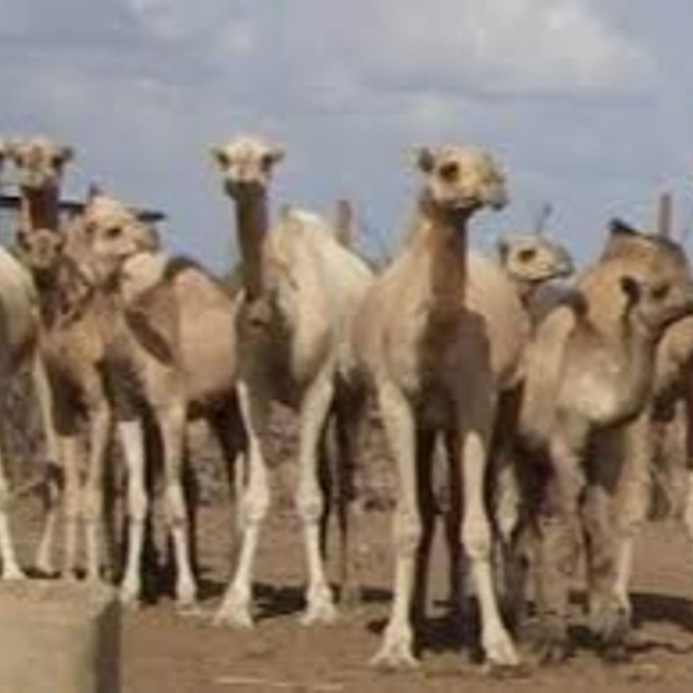 राजस्थान के ऊंट-भेड़ों के लिए एमपी में नया कॉरिडोर:चालीस साल पुराने नियम में किया बदलाव, एमपी होकर जा सकेंगे छत्तीसगढ़