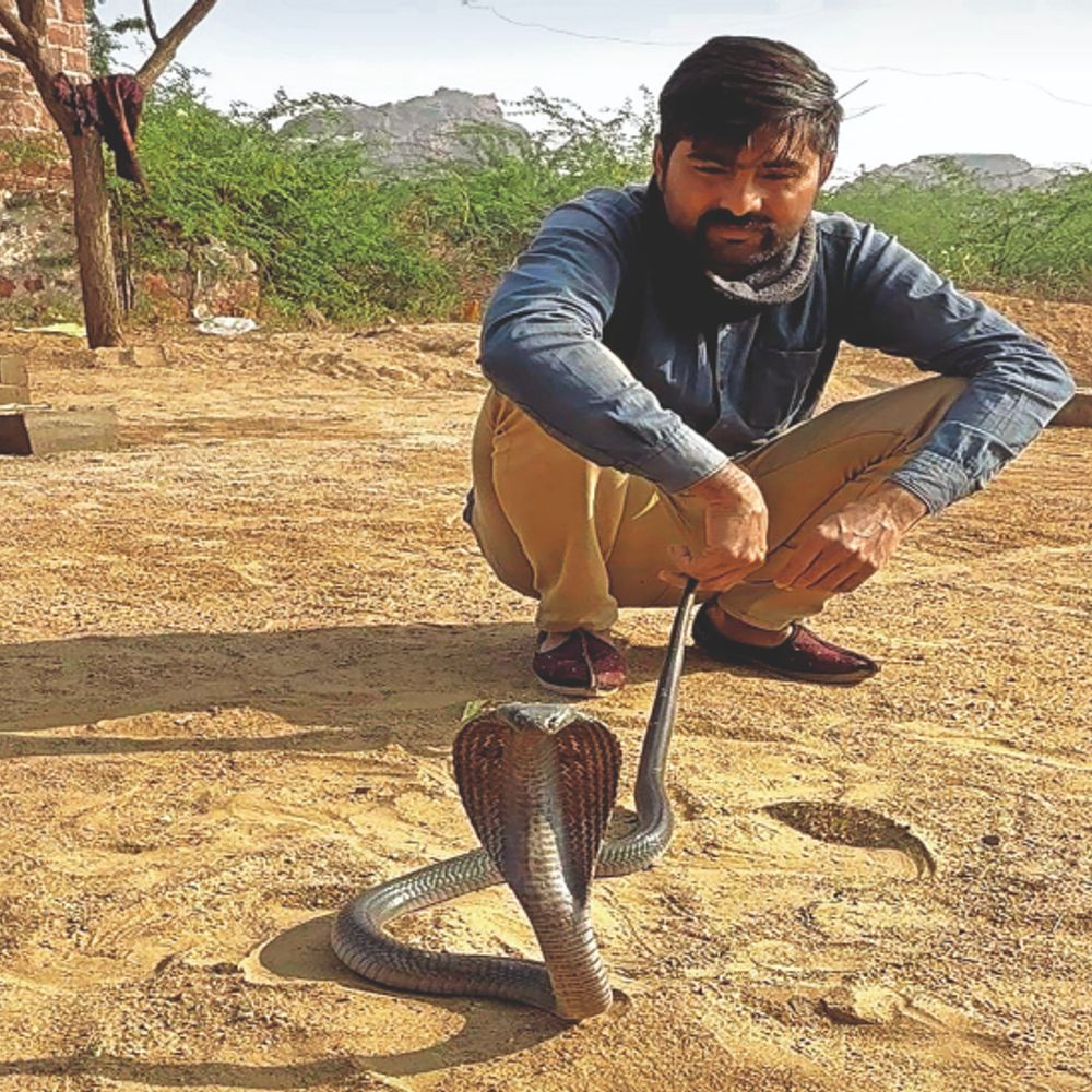 सर्प मित्र कुलदीप, अब तक 400 सांपों का किया रेस्क्यू:पादरड़ी कल्ला निवासी कुलदीप पिछले 15 साल से सांपों को पकड़ने का काम कर रहा