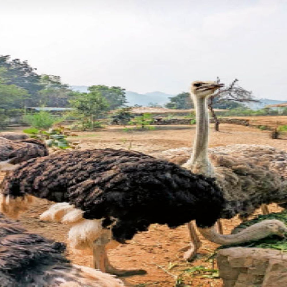 रेप्टाइल हाउस में वन्यजीवों को लाना शुरू:सज्जनगढ़ पार्क में बढ़ा वन्यजीव परिवार, गुजरात से आए ऑस्ट्रिच और ग्रीन इगुआना