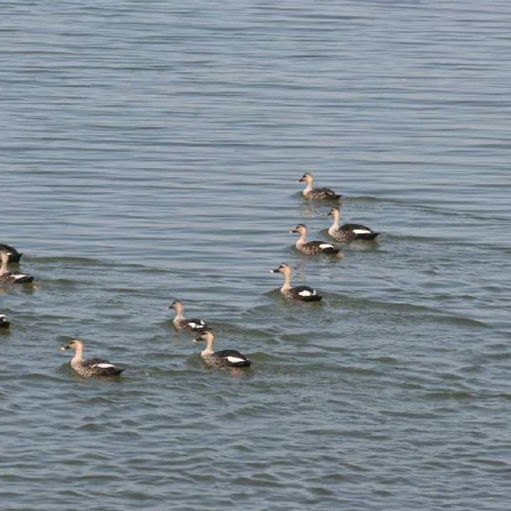 जलीयपक्षी गणना: भोपाल के बिशनखेड़ी में 129 प्रजाति के पक्षी:सबसे ज्यादा पक्षी जबलपुर के मोहारी पॉन्ड में, भोज वेटलैंड में 2430 जलीय पक्षी मिले