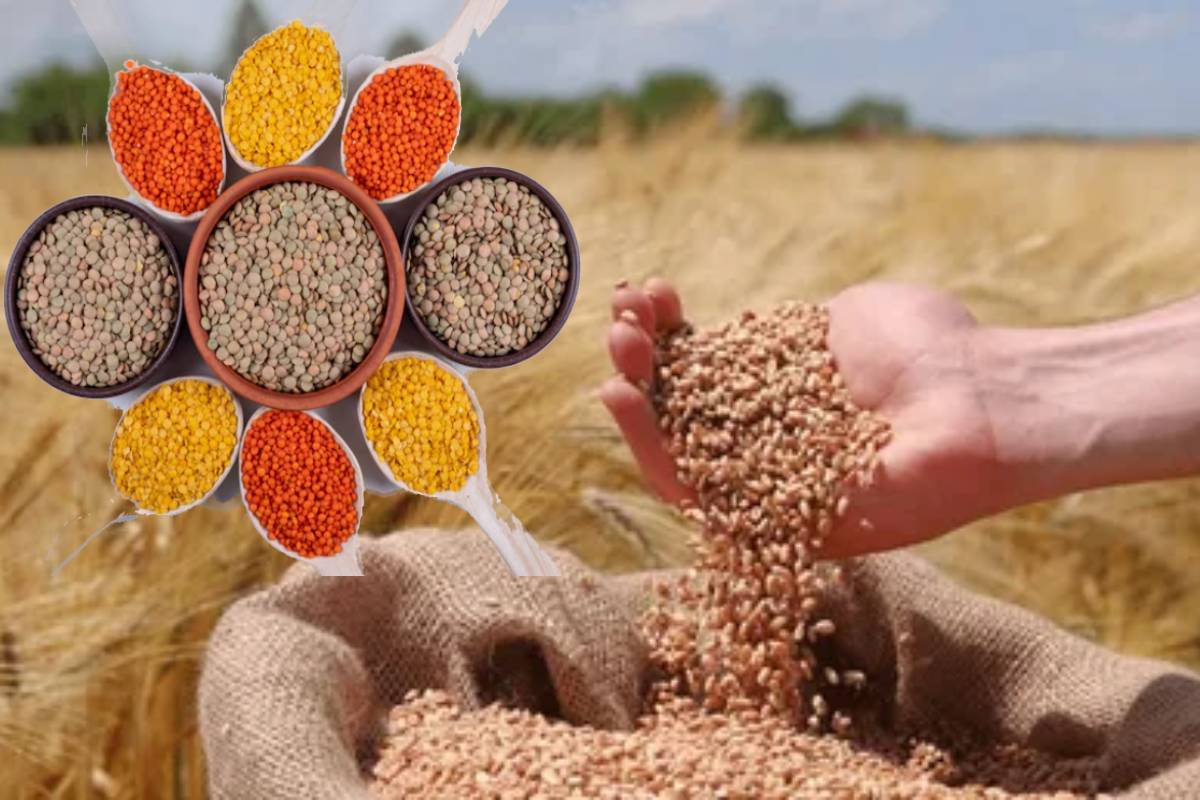 देश में दालों का उत्पादन 8 मिलियन टन बढ़ा देगा एमपी का फार्मूला