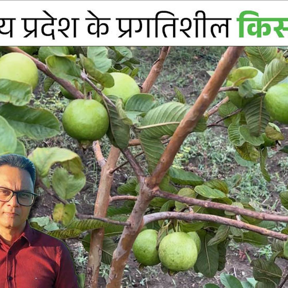 विदिशा के किसान ने लगाए अमरूद के 900 पौधे:2.50 एकड़ में 2 साल बाद ही 60 क्विंटल उत्पादन; पहली बार में ही 75 हजार का मिला फायदा