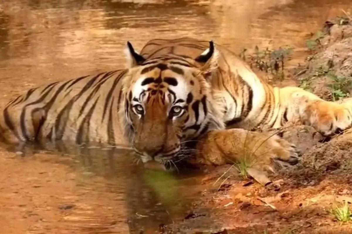 एमपी में बाघ संबंधी सभी अपडेट अब वेबसाइट पर, वन विभाग का बड़ा कदम