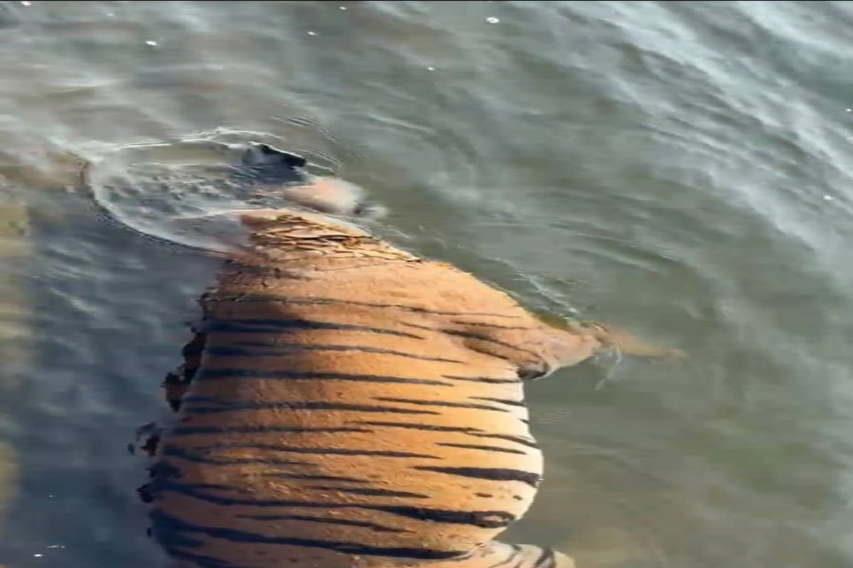 बीआरटी टाइगर रिजर्व में नर बाघ मृत मिला