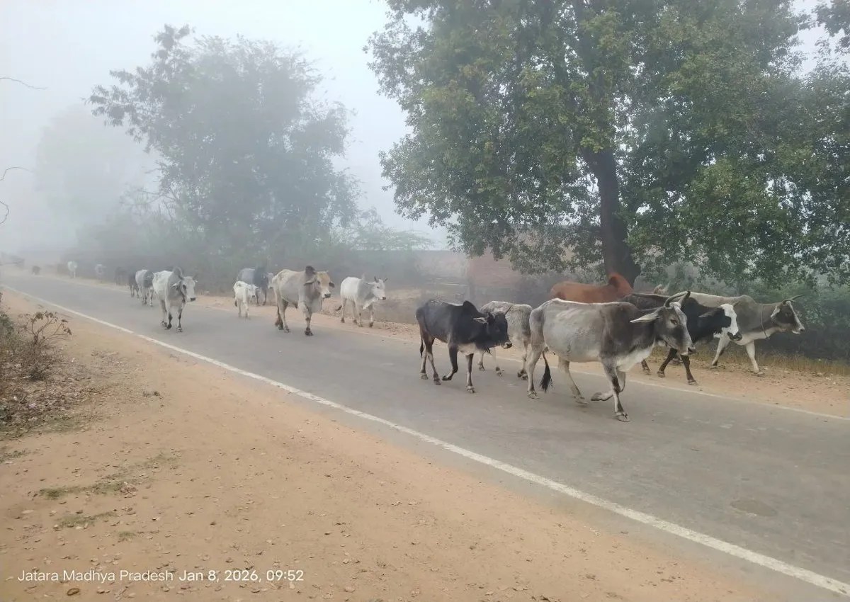 सडक़ों पर घूम रहे मवेशियों को गौचर भूमि खाली कराने चला था अभियान