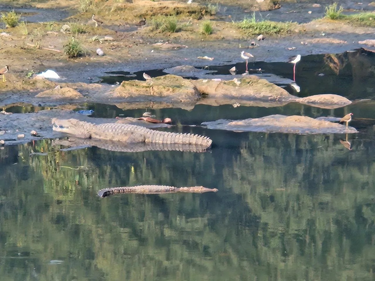 वडोदरा : विश्वामित्री नदी में मगरमच्छों की गिनती आरंभ
