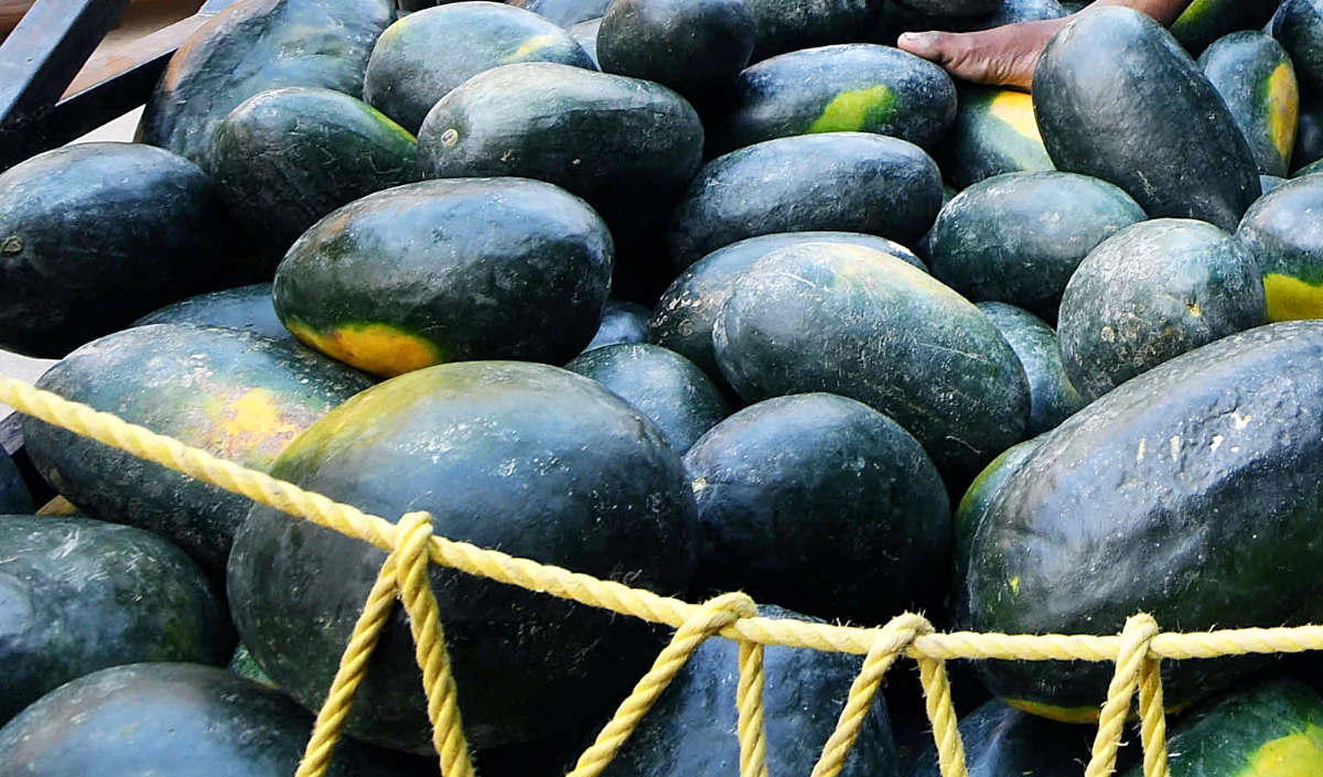 Kerala Explosives Seizure | तरबूज या ‘चलता-फिरता बम’? केरल पुलिस ने पकड़ा बारूद से लदा ट्रक, कोयंबटूर से त्रिशूर तक फैला तस्करी का जाल!