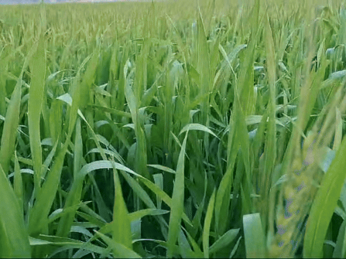 हरियाणा में 15 दिन पहले गर्मी की दस्तक:दिन का तापमान 25 डिग्री पार, अब सुबह और शाम की ठंड, 10 को छाएंगे बादल