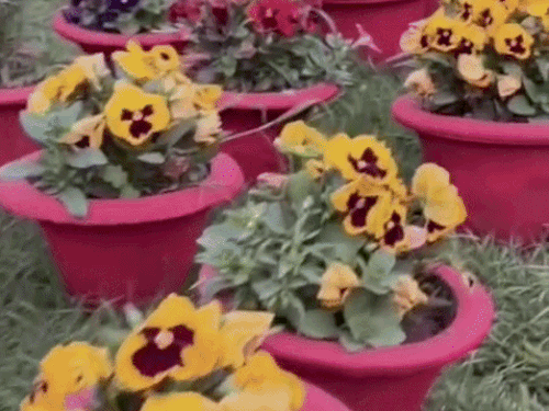 मेरठ में 8 मार्च को ‘वसंत उत्सव पुष्प प्रदर्शनी 2026’:सेना और आम नागरिक लेंगे हिस्सा, डॉग शो और सैन्य बैंड आकर्षण