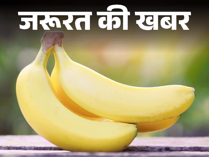 जरूरत की खबर- केला बढ़ाता है गुड बैक्टीरिया:पोटेशियम का बेस्ट सोर्स, रोज एक केला खाएं, न्यूट्रिशनिस्ट से जानें किसे नहीं खाना चाहिए