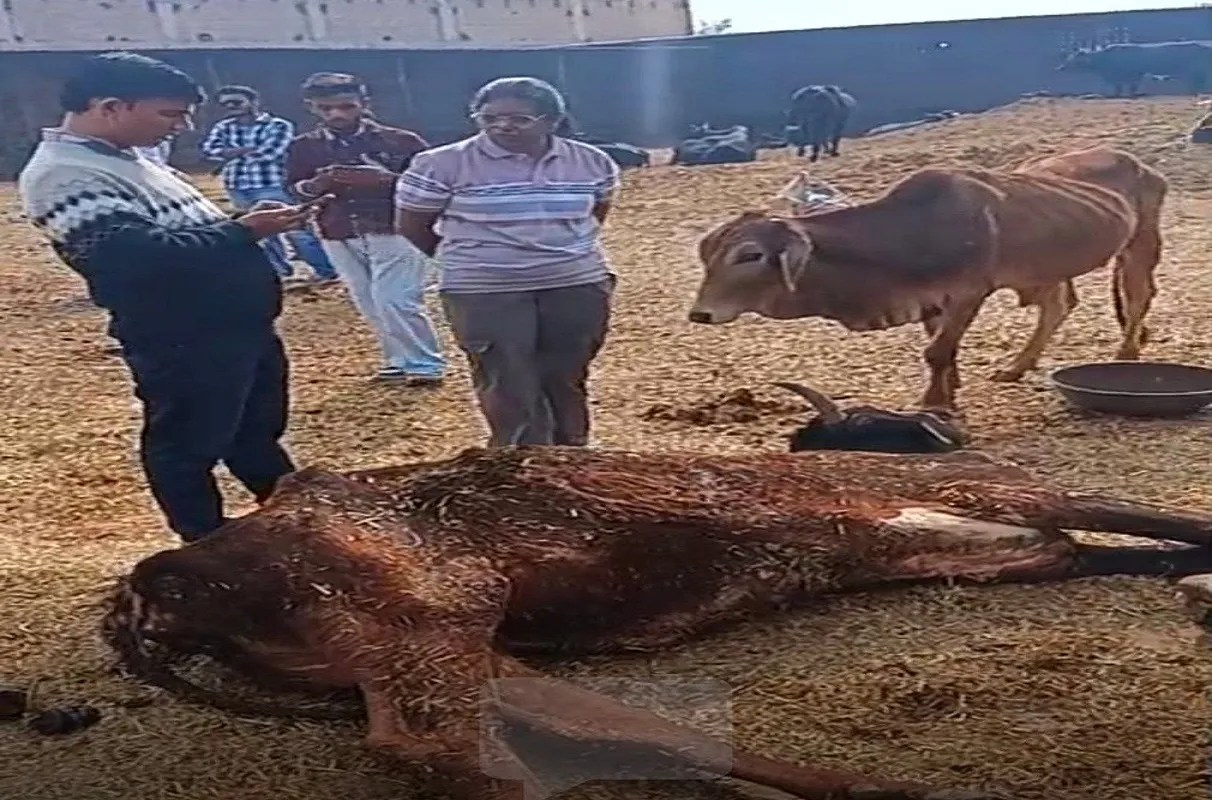 नंदीशाला बेहाल: बीमार एक पशु की मौत, 65 पशु शिफ्टिंग के इंतजार में