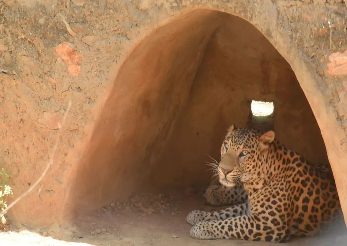 अमरखजी कंजर्वेशन रिजर्व बनेगा तेंदुओं का ठिकाना