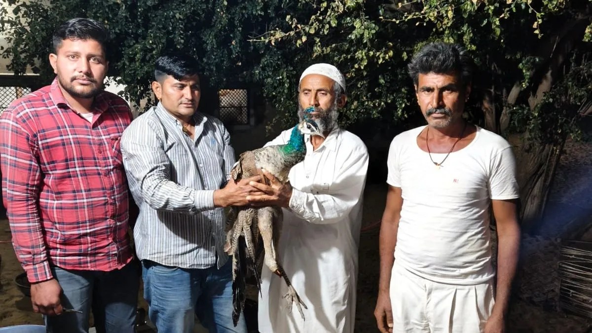 बेजुबान जीव आ रहे वाहनों की चपेट में, मोरनी के घायल होने पर किया प्राथमिक उपचार