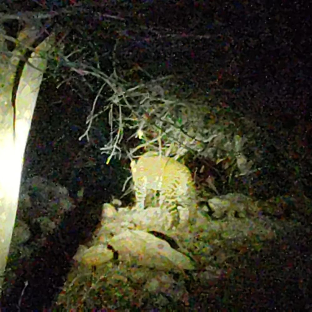 मुसहरवा बाबा घाटी में दिखा चीता VIDEO:ग्रामीणों में दहशत, थाना प्रभारी ने रात में दोपहिया वाहन से यात्रा न करने की अपील की