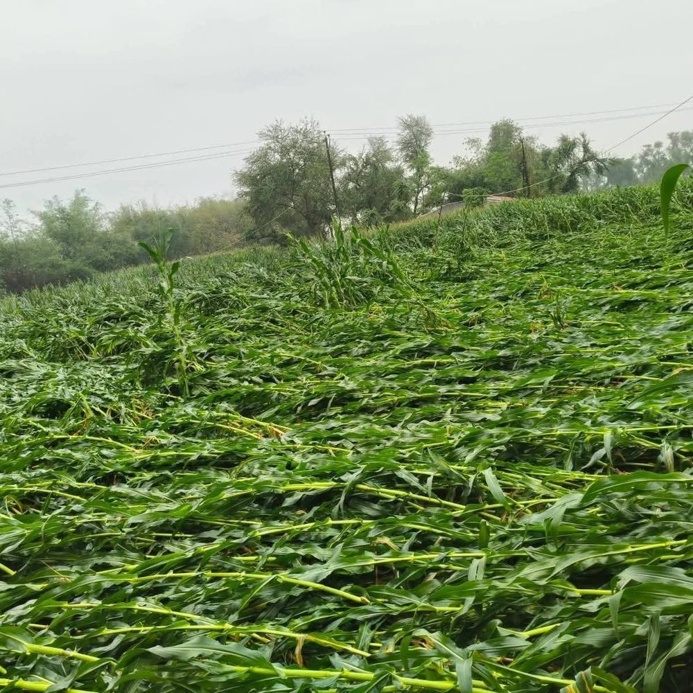 खगड़िया में बेमौसम बारिश से फसलें तबाह:जिला प्रशासन ने 24 घंटे में मांगी क्षतिपूर्ति रिपोर्ट, कृषि पदाधिकारियों को मिला निगरानी का जिम्मा