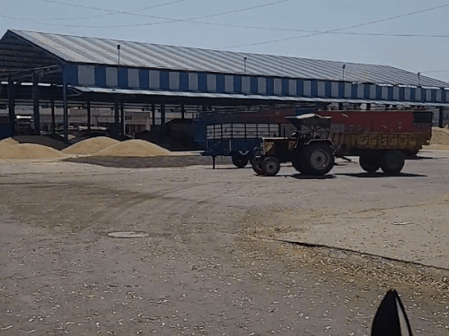 हरियाणा में गेहूं खरीद के नियम हुए सख्त:ट्रैक्टर की नंबर प्लेट की फोटो खिचेगी; किसान का बायोमेट्रिक वेरिफिकेशन होगा, 3 गारंटर भी चाहिए