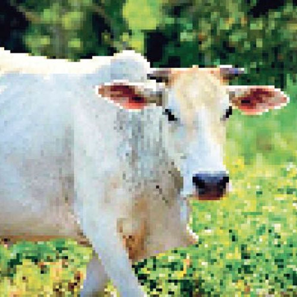 ‘पशु बीमा योजना’:अब केवल 15 फीसदी प्रीमियम पर होगा दुधारू पशुओं का बीमा, शेष 85 प्रतिशत सरकार देगी