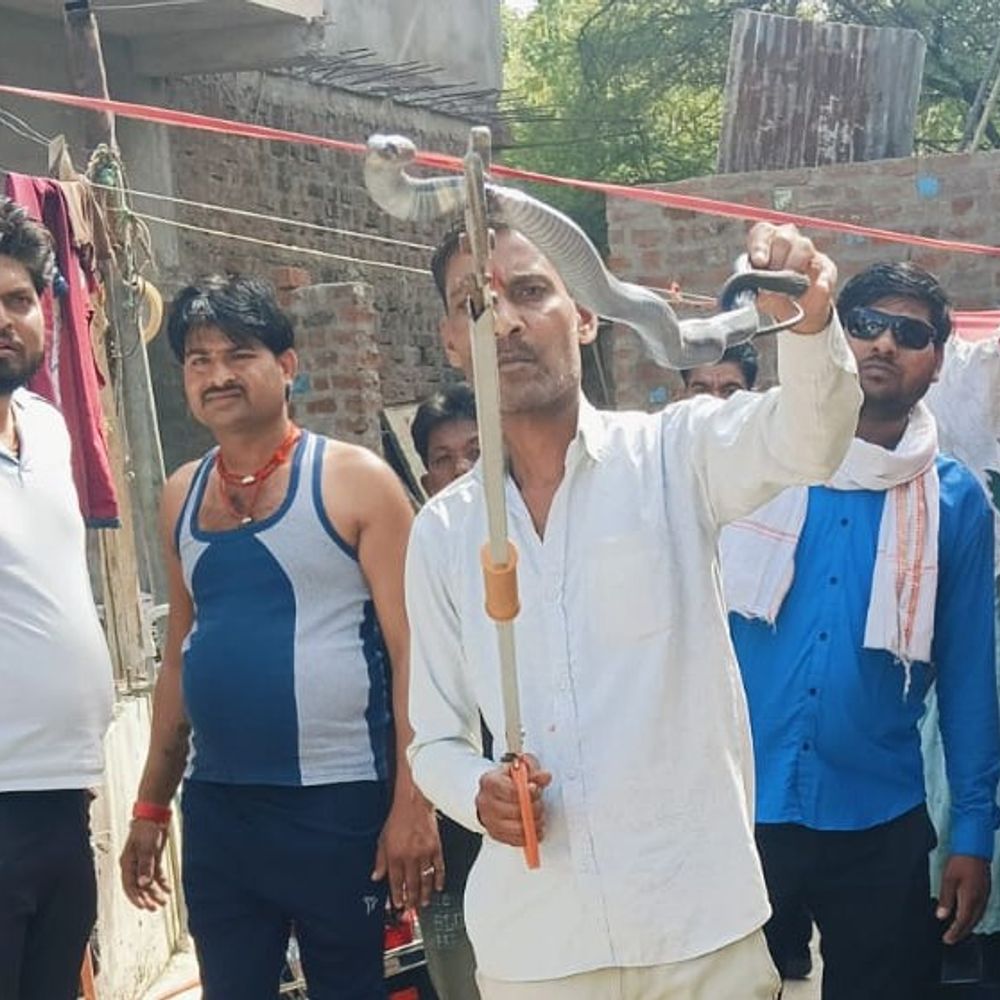 सागर में मकान से पकड़ाया 4 फीट लंबा कोबरा:शादी में मिली टीवी के बॉक्स में छिपा था, पकड़ते ही मारी फुफकार