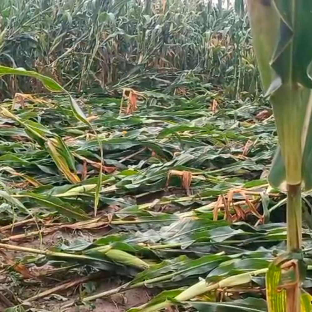 भागलपुर में बेमौसम बारिश ने किसानों की तोड़ी कमर:आंधी से गेहूं-मक्के की फसल बर्बाद; बिजली विभाग के फ्यूज कॉल सेंटर में 1 हजार से ज्यादा शिकायत