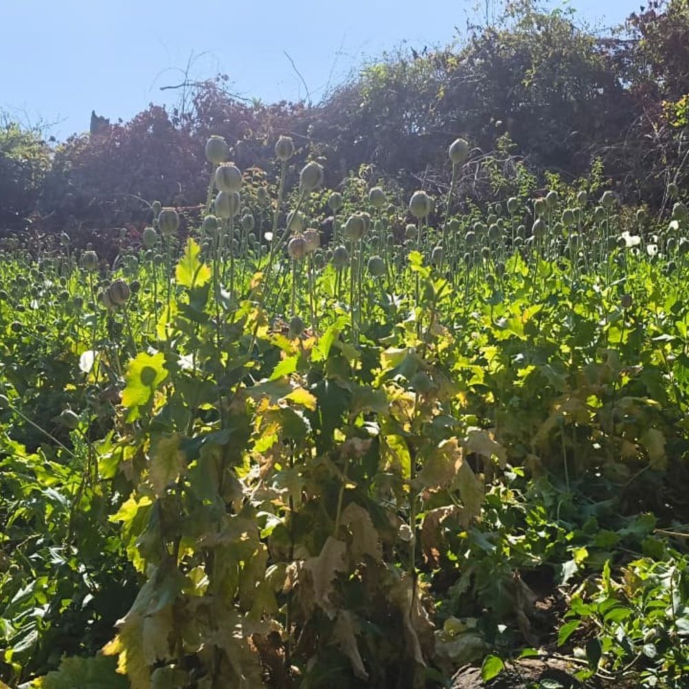 जहां बाघ का शिकार, वहां चोरी से अफीम की खेती:24 घंटे बाद भी नहीं पहुंची पुलिस, मॉनिटरिंग में लापरवाही