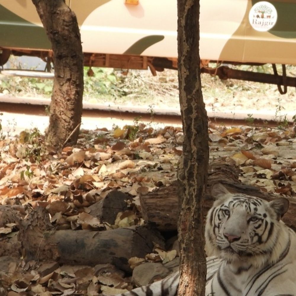 राजगीर जू सफारी में सफेद बाघ ‘केसरी’ की दहाड़:पर्यटकों के लिए खुला एन्क्लोजर, पटना जू से हुआ था एक्सचेंज
