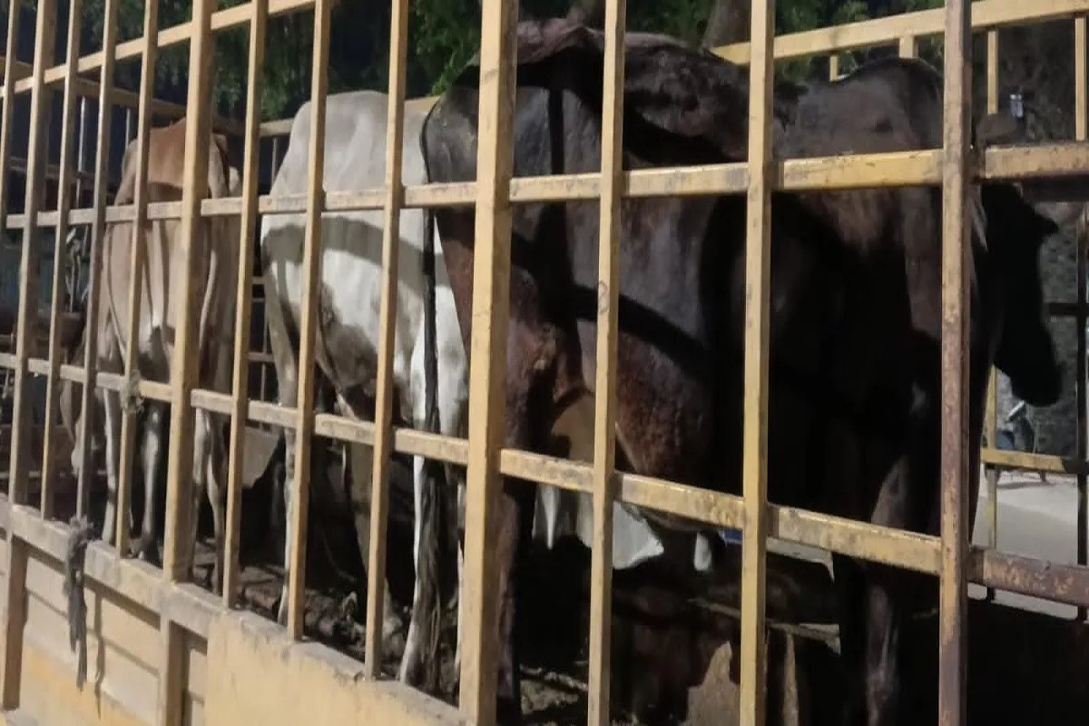 नरोडा में भटकते मवेशियों को पकड़ने वाली टीम पर हमला