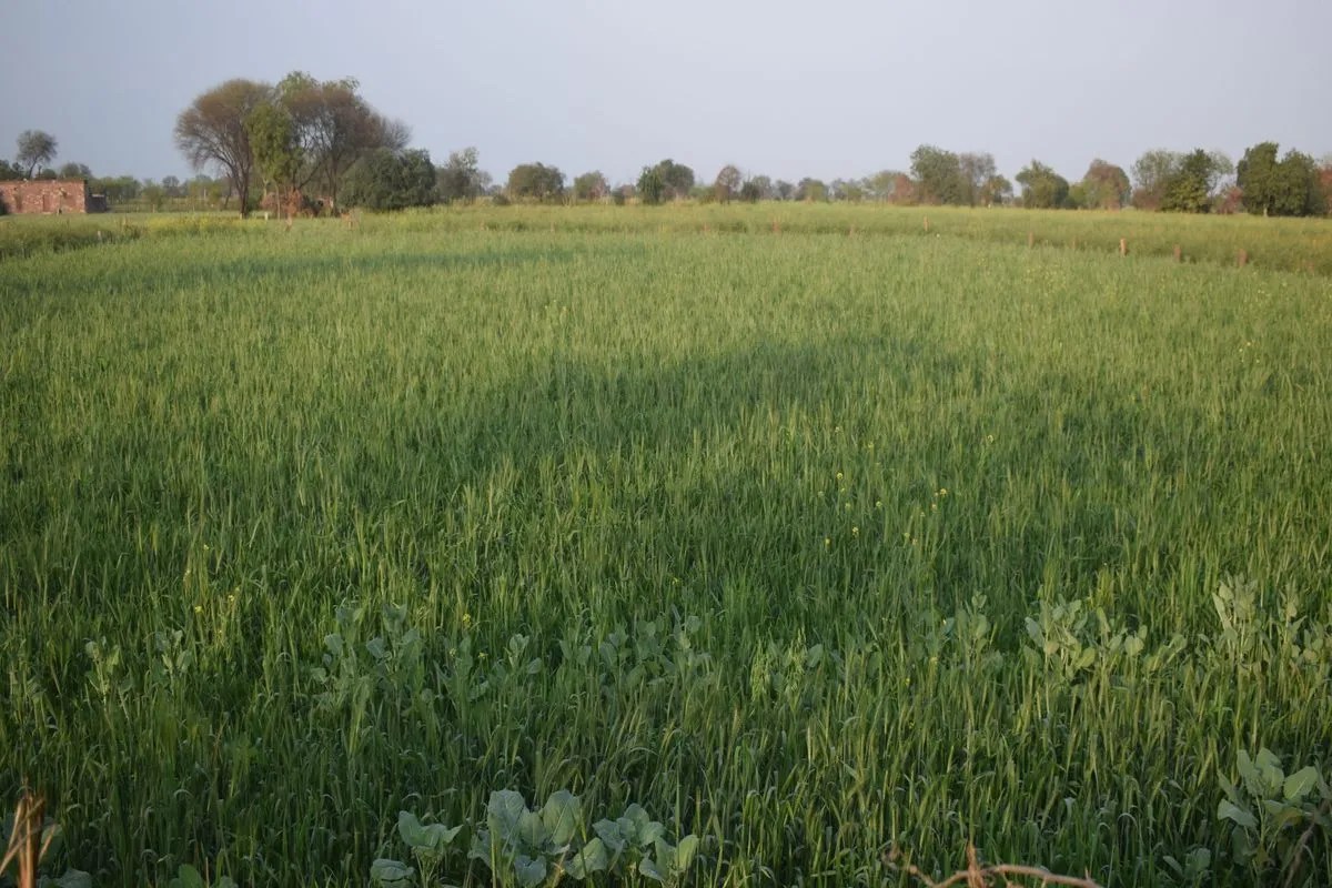 साठ हजार हेक्टेयर में गेहूं की फसल…बिक्री को रजिस्ट्रेशन केवल 40