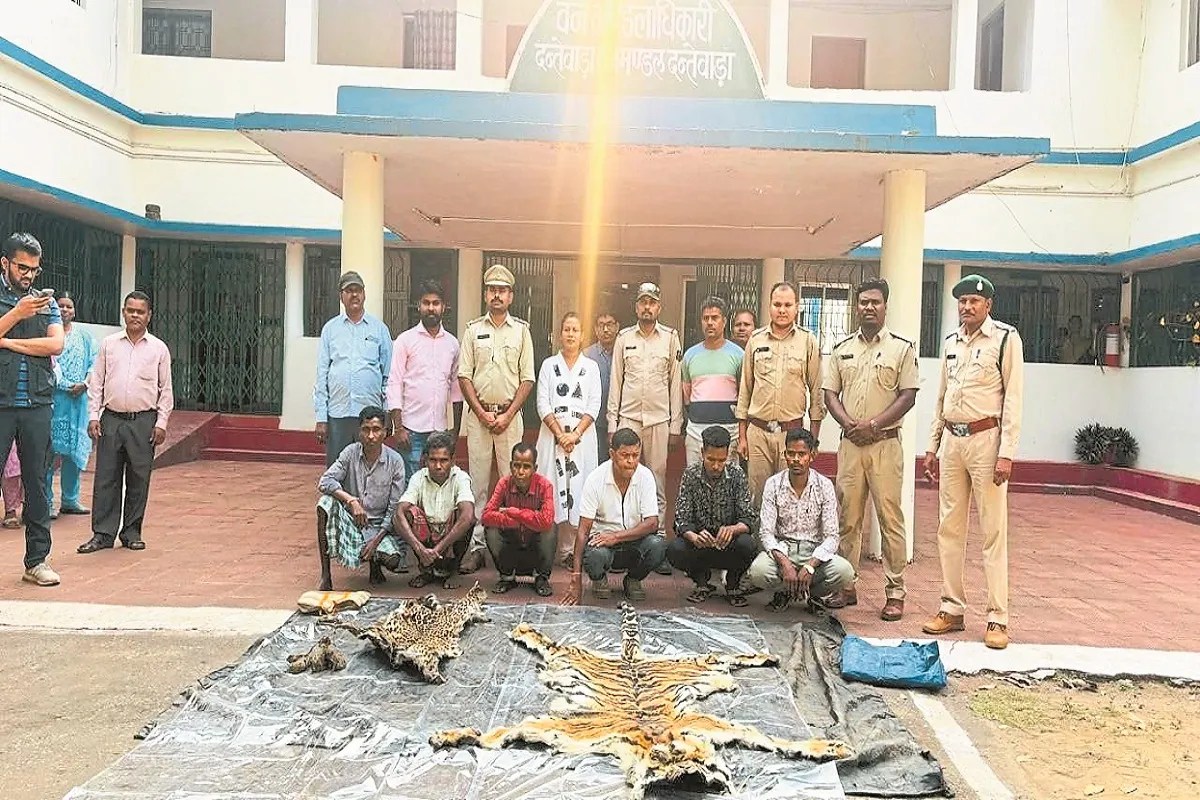 CG Forest News: शिकार गिरोह का भंडाफोड़, बाघ-तेंदुए की खाल के साथ 6 आरोपी गिरफ्तार