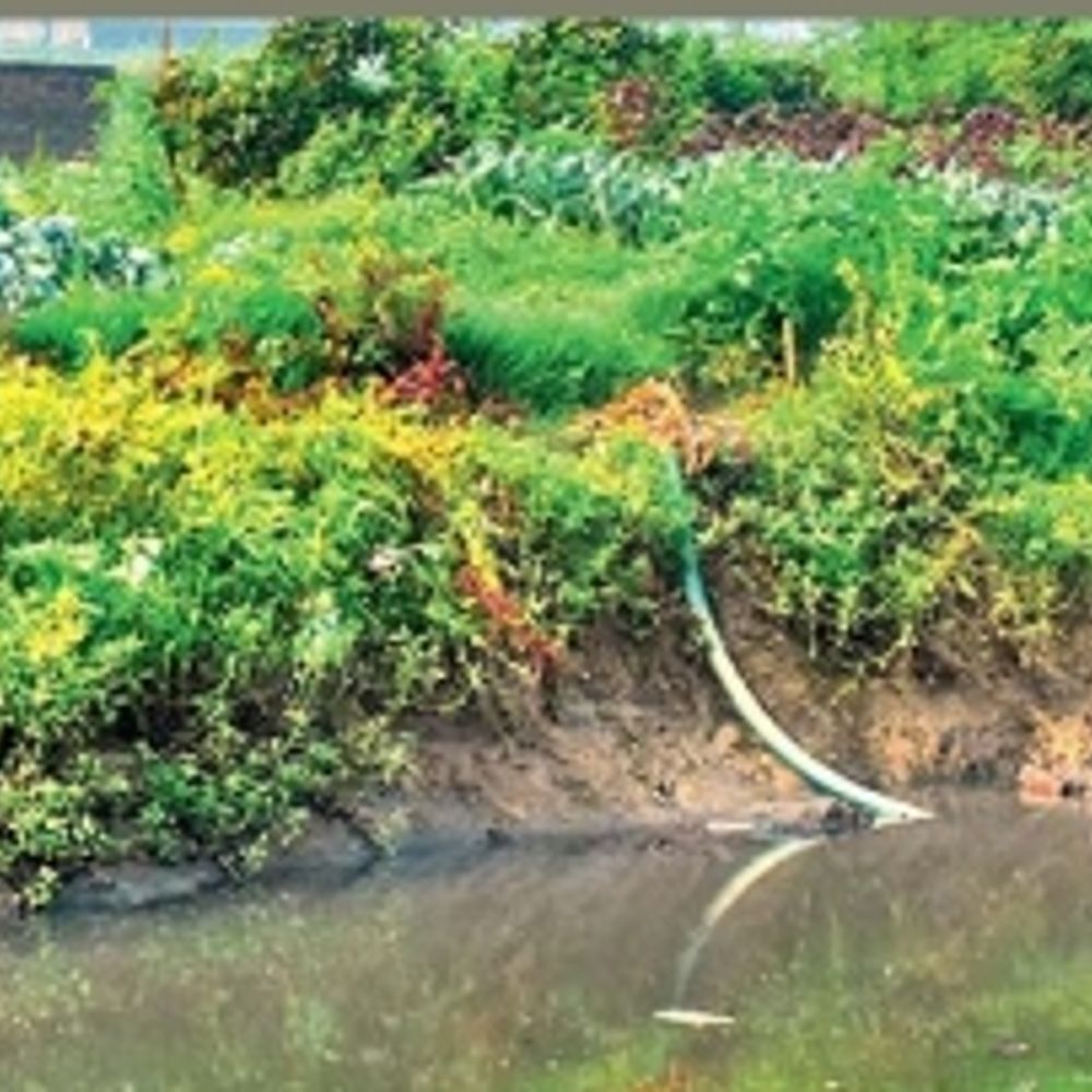 नालों के पानी से उग रहीं सब्जियां