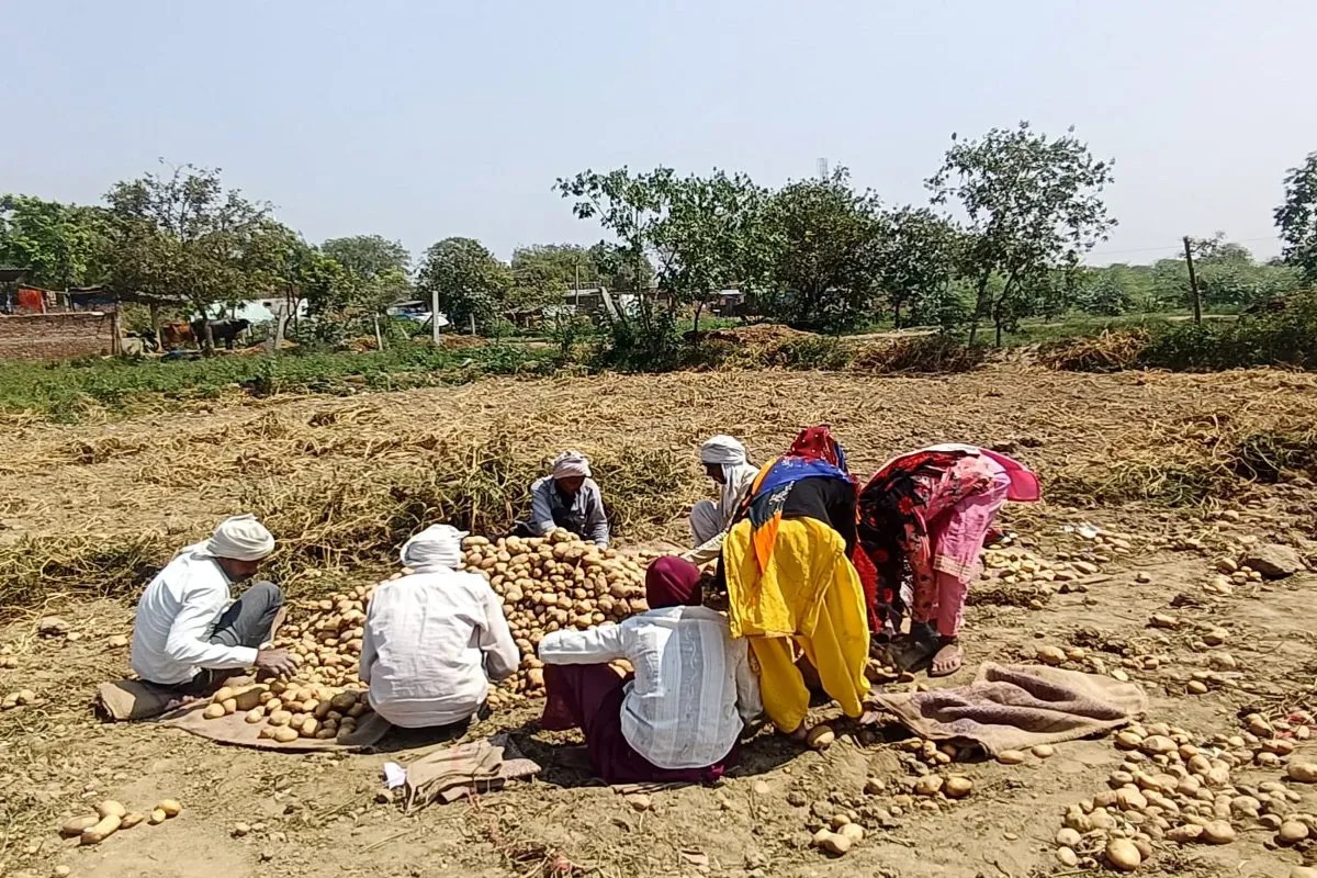 रिकॉर्ड उपज, लेकिन जेब खाली, आलू की फसल से किसानों को भारी नुकसान