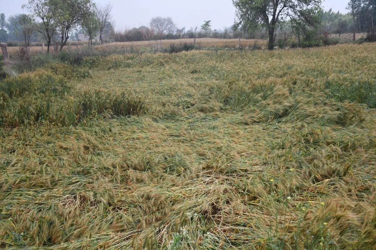 ओलावृष्टि, तेज हवा और बारिश से खेतों में बिछी गेहूं और सरसों की फसल
