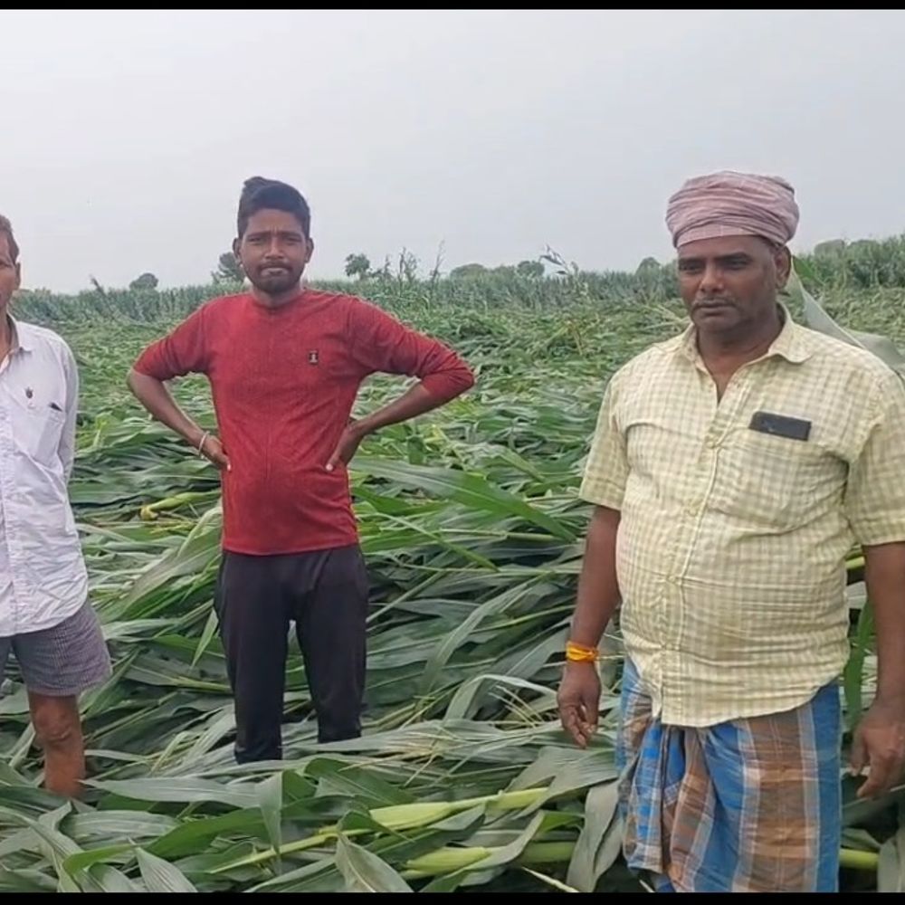पूर्णिया में आंधी-बारिश-ओलावृष्टि से फसलें तबाह:धमदाहा अनुमंडल के किसानों की मेहनत पर फिरा पानी, मुआवजे का मांग